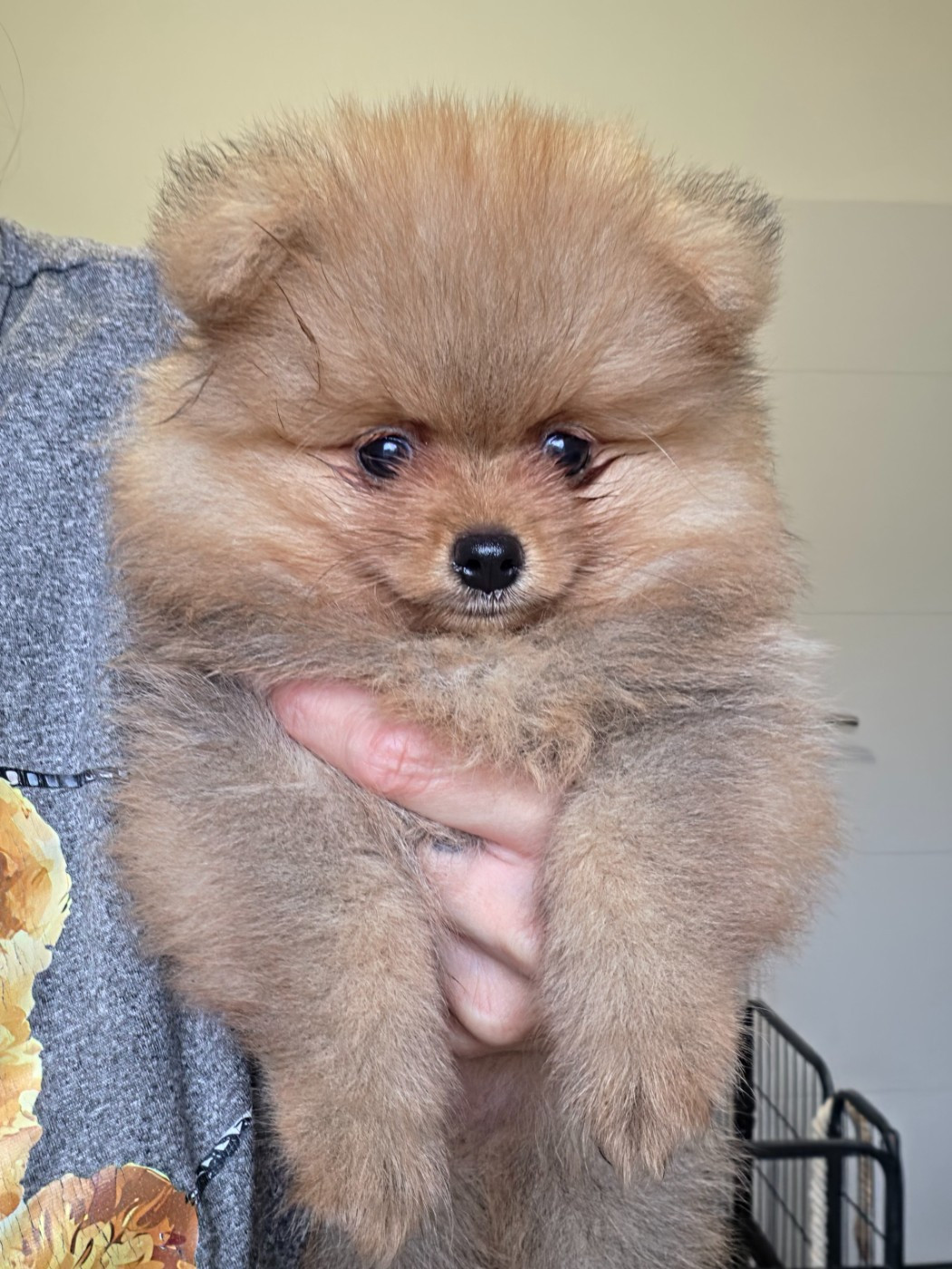 De La Casa Del Spitz - Chiots disponibles - Spitz allemand