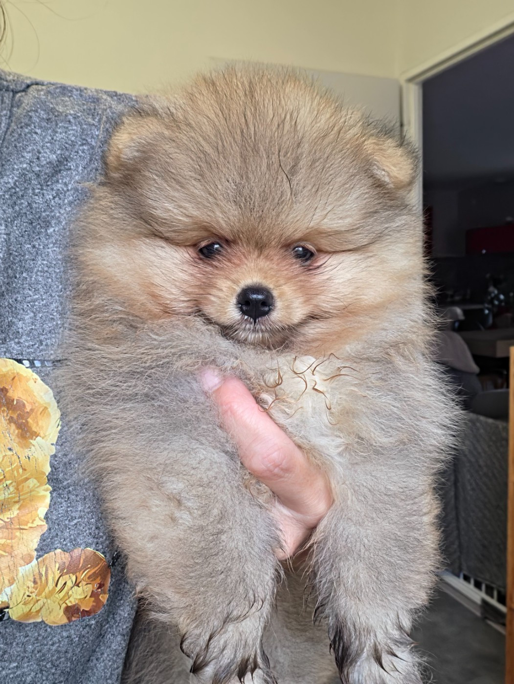 De La Casa Del Spitz - Chiots disponibles - Spitz allemand