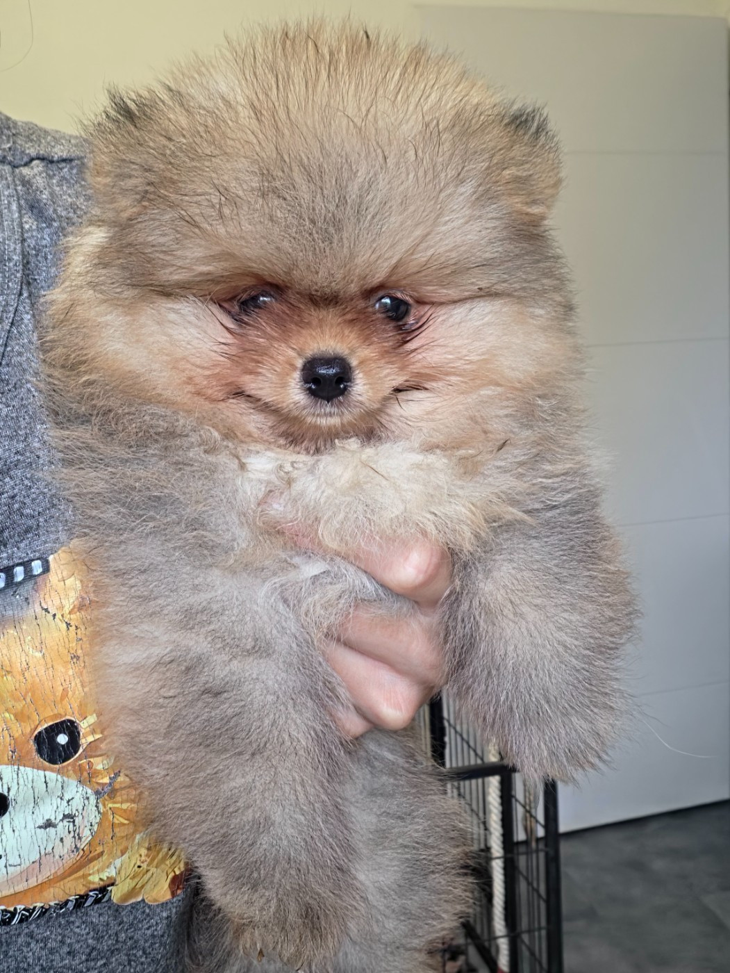 De La Casa Del Spitz - Chiots disponibles - Spitz allemand