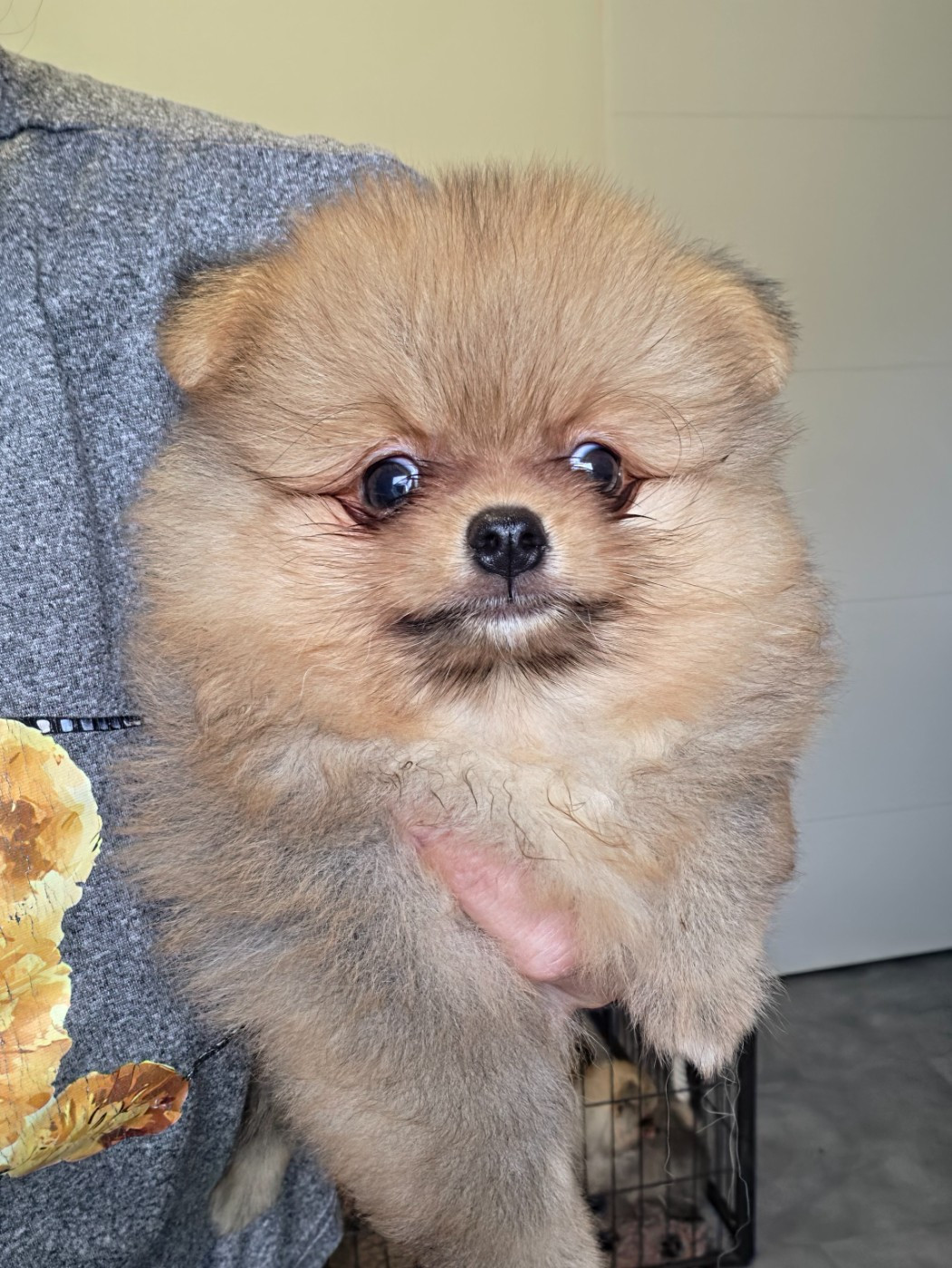 De La Casa Del Spitz - Chiots disponibles - Spitz allemand