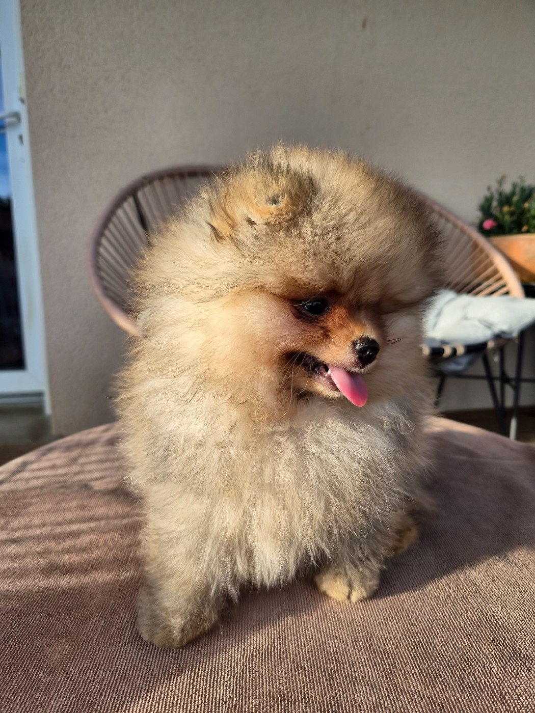 De La Casa Del Spitz - Chiots disponibles - Spitz allemand