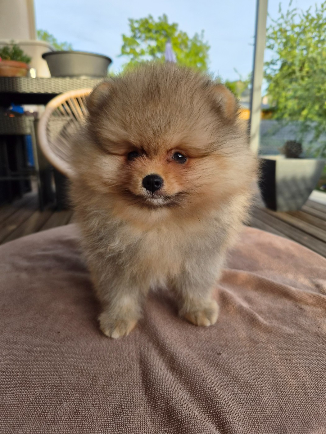 De La Casa Del Spitz - Chiots disponibles - Spitz allemand