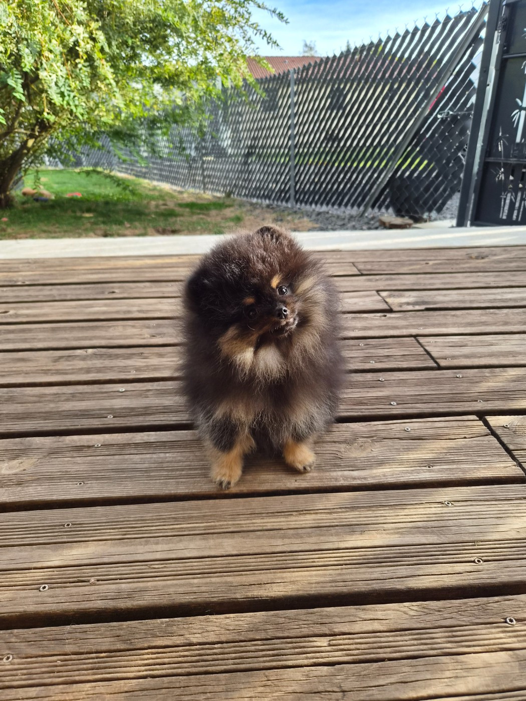 De La Casa Del Spitz - Chiots disponibles - Spitz allemand