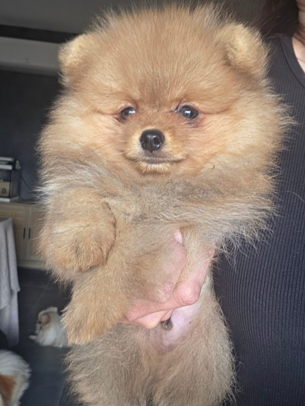 De La Casa Del Spitz - Chiots disponibles - Spitz allemand