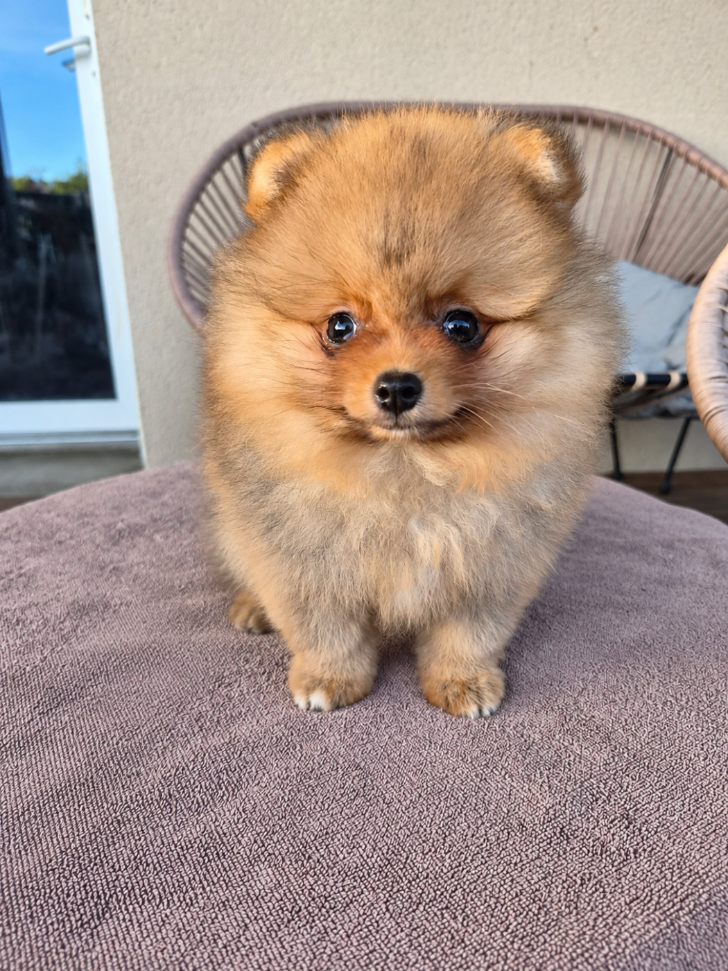 De La Casa Del Spitz - Chiots disponibles - Spitz allemand