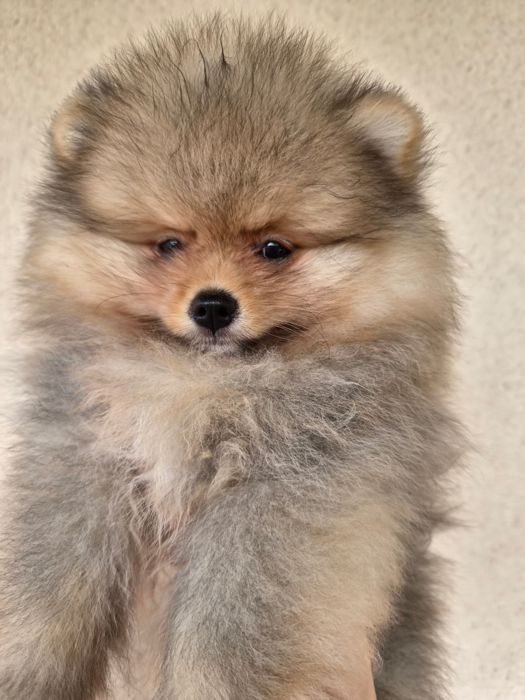De La Casa Del Spitz - Chiots disponibles - Spitz allemand