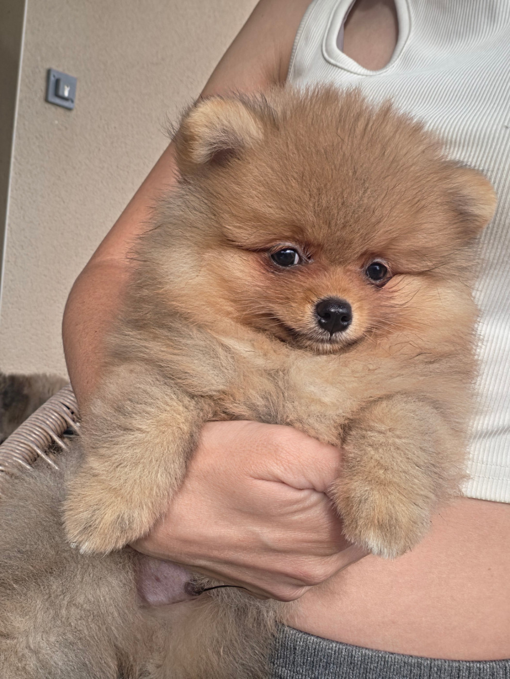 De La Casa Del Spitz - Chiots disponibles - Spitz allemand