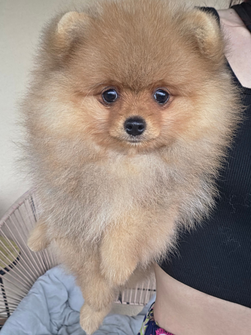 De La Casa Del Spitz - Chiots disponibles - Spitz allemand