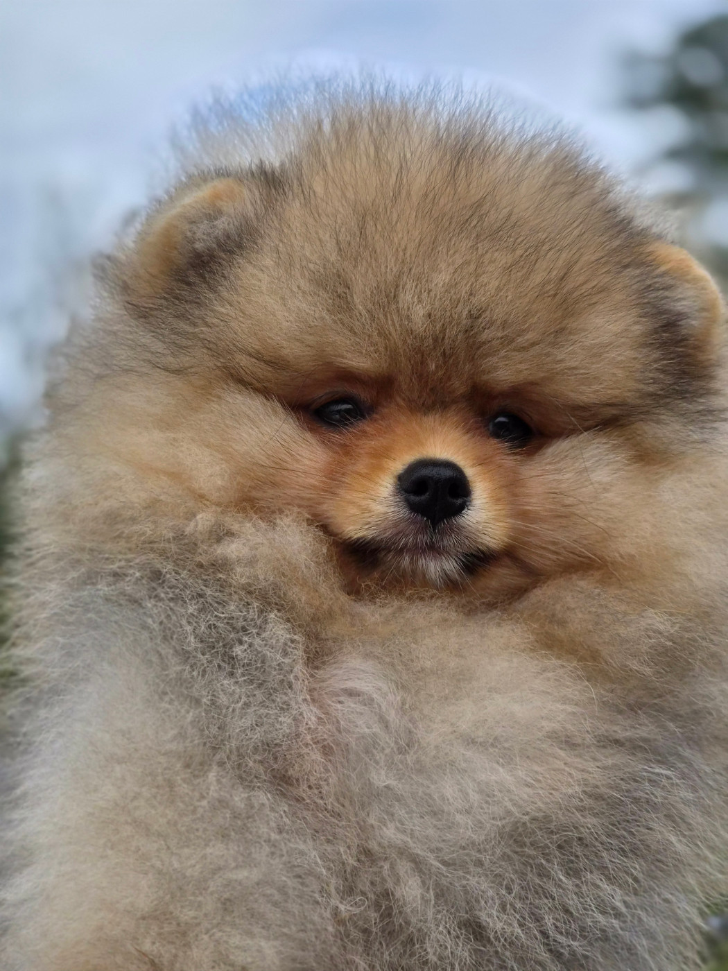 De La Casa Del Spitz - Chiots disponibles - Spitz allemand