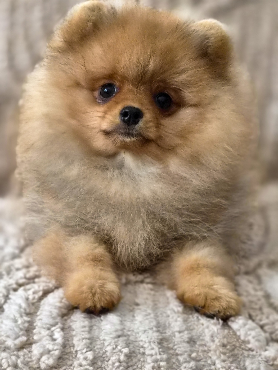 De La Casa Del Spitz - Chiots disponibles - Spitz allemand