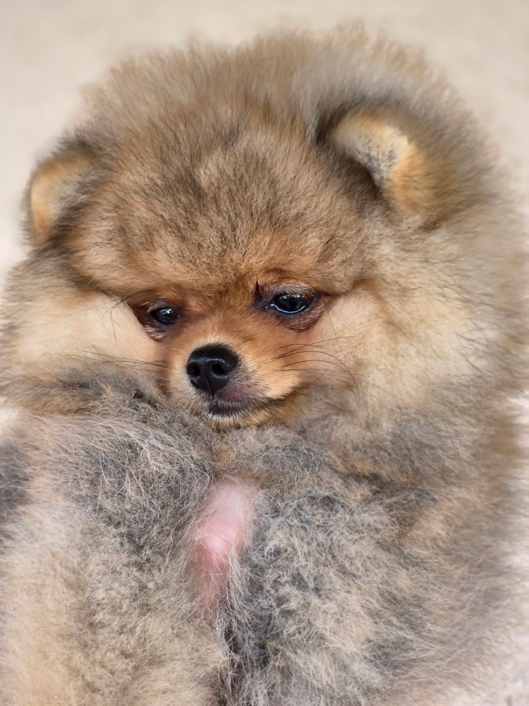 De La Casa Del Spitz - Chiots disponibles - Spitz allemand