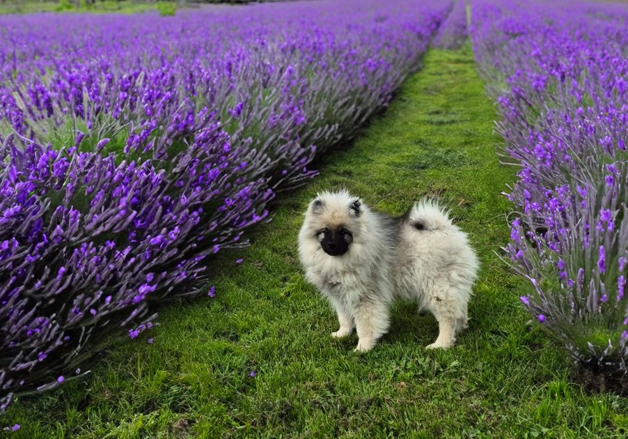 Chiot Spitz allemand De La Casa Del Spitz