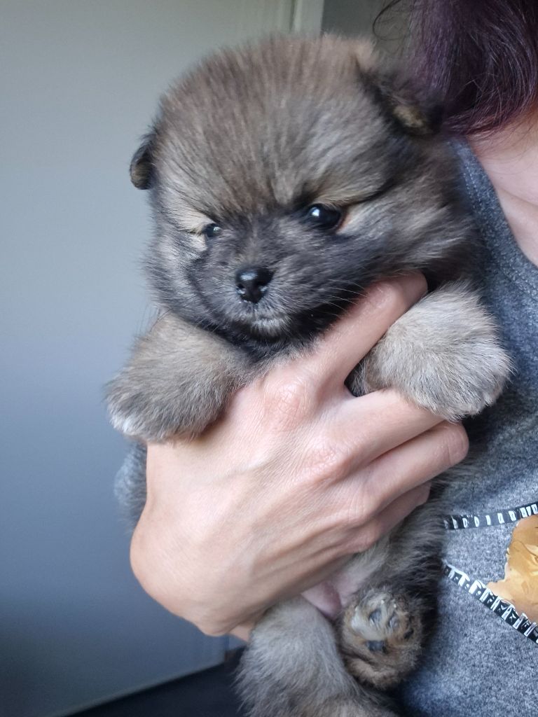 De La Casa Del Spitz - Chiots disponibles - Spitz allemand