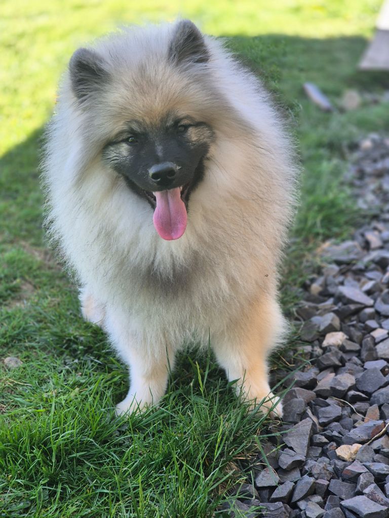 De La Casa Del Spitz - Chiots disponibles - Spitz allemand
