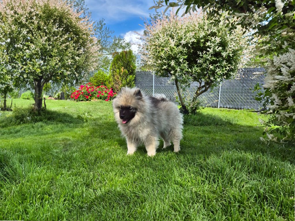 De La Casa Del Spitz - Chiots disponibles - Spitz allemand