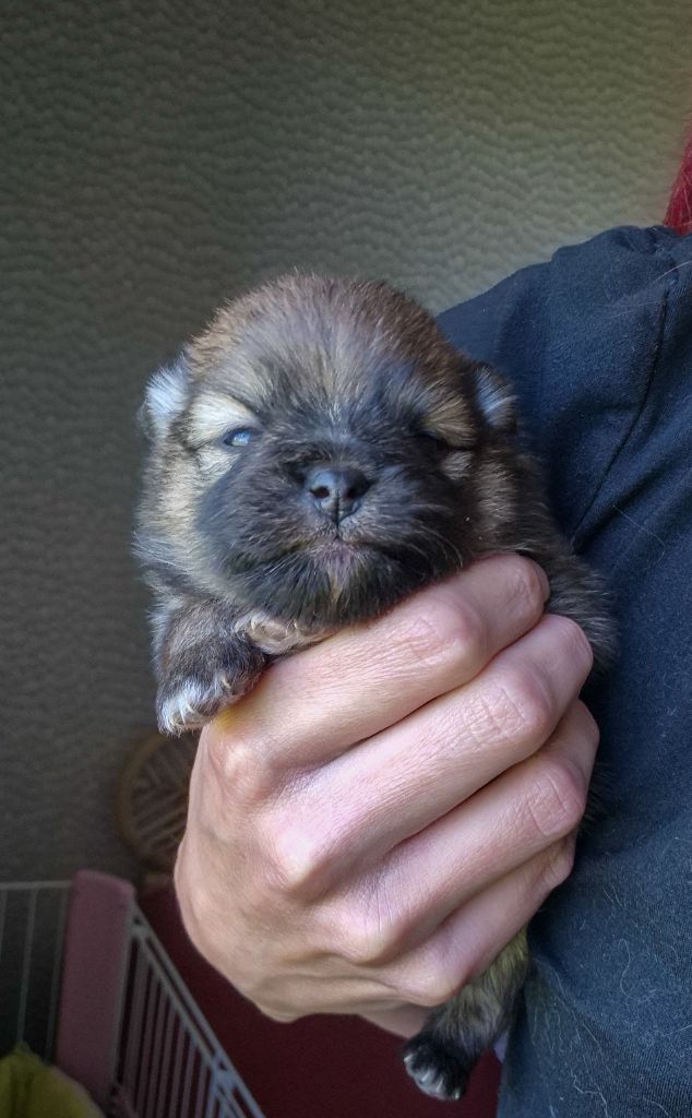 De La Casa Del Spitz - Chiots disponibles - Spitz allemand