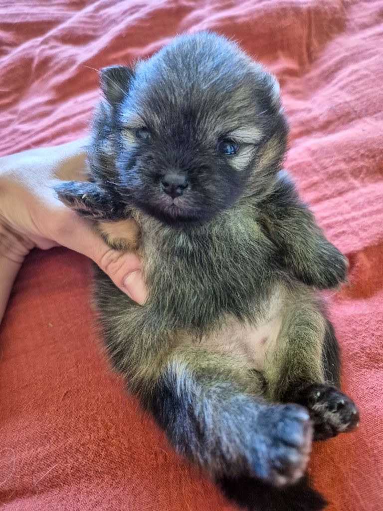 De La Casa Del Spitz - Chiots disponibles - Spitz allemand