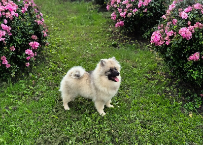 Vixy