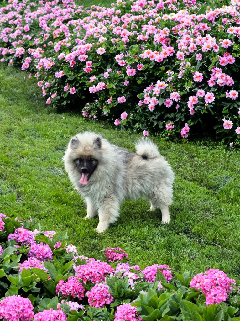 De La Casa Del Spitz - Chiots disponibles - Spitz allemand