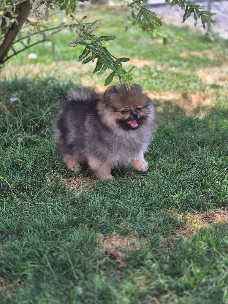 De La Casa Del Spitz - Chiots disponibles - Spitz allemand